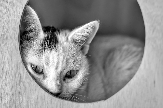 nowoczesny ogród przydomowy w Polsce, rabaty i ścieżka, rośliny odporne